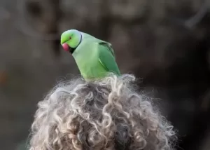 Parrot sitting on my head