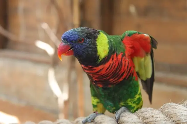 Lory flapping its wings