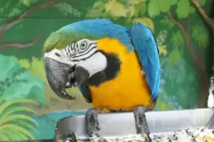 Do parrots stop eating when full