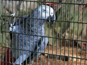 African Grey Parrot hanging on the cage