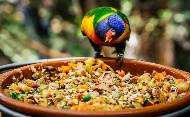 Parrot eating a healthy weight gain diet