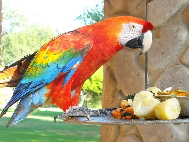 Parrot eating too much food