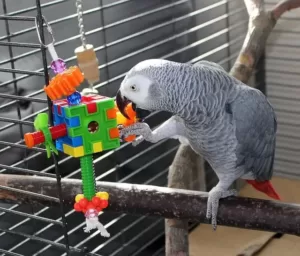 African grey parrot playing with toys in its cage