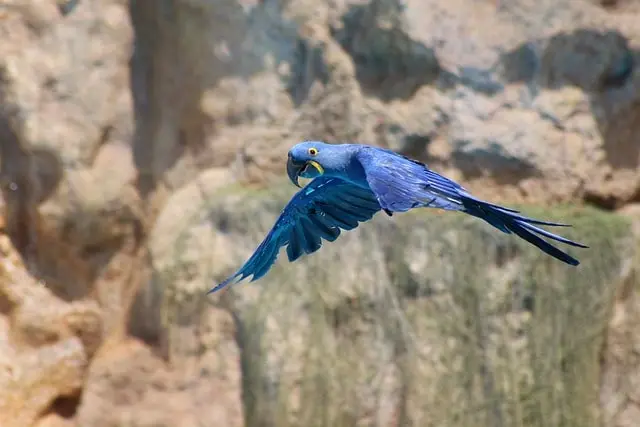 Lear’s Macaw