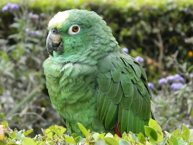 obese parrot