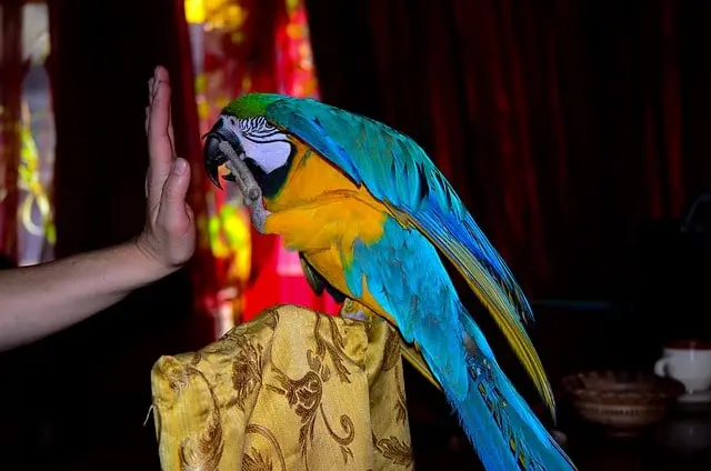 Parrot raising one foot