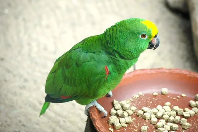 Parrot eating pellets