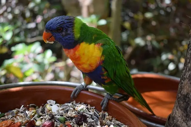 Parrot eating seed mix