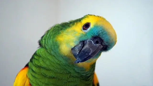 Parrot staring curiously with head tilted sideways
