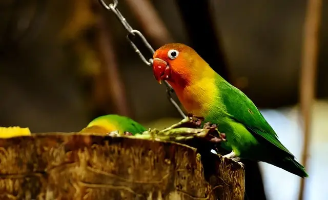 Parrot overeating