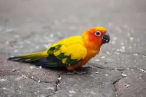 why does my parrot walk backwards