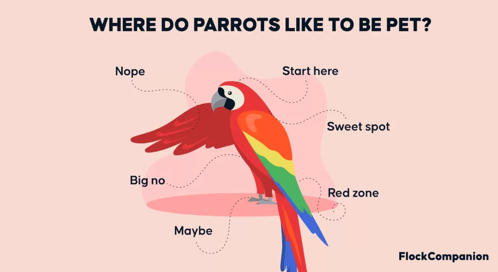 where do parrots like to be petted infographic