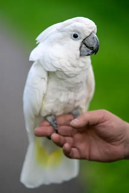 Parrot step up training