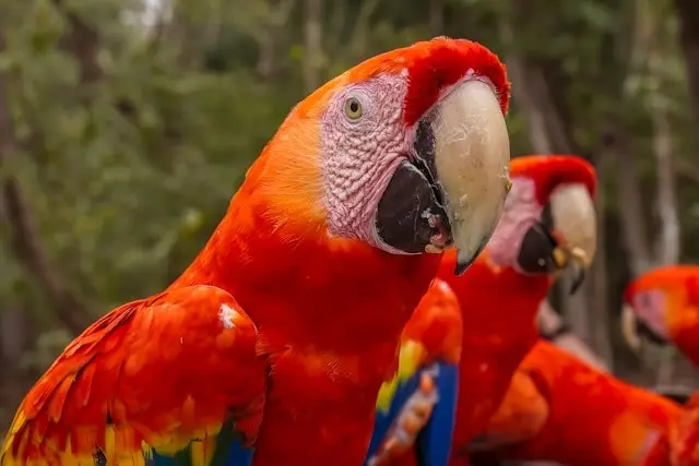 Flock of macaw parrots in the wild
