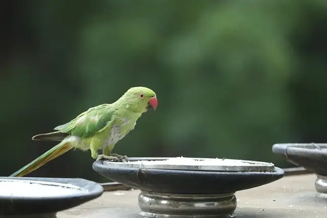 Ringneck parrot bathing in water