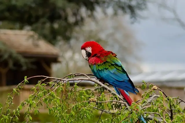 Scarlet macaw in the wild