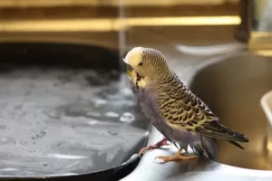 Parrot near sink full of water
