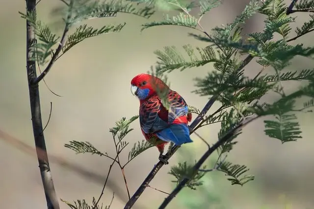 Crimson rosella parrot in the wild