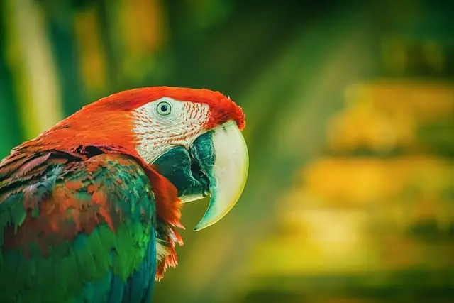 Macaw looking sideways