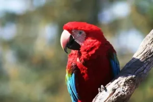 Can A Domestic Parrot Survive In The Wild