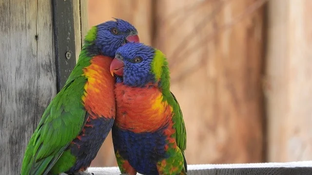 Parrots showing mating behaviors 