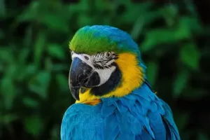 Close up of parrot's nostrils