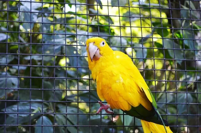 Parrot trying to run away