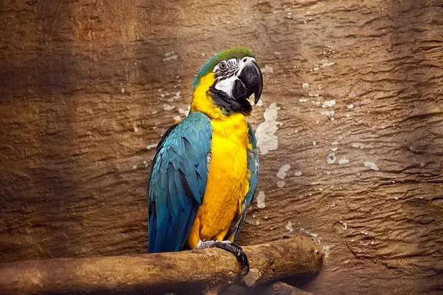 Parrot with nails too long