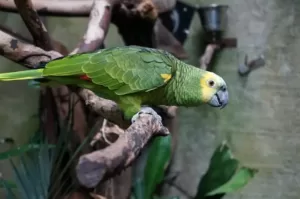 Types of Amazon parrots