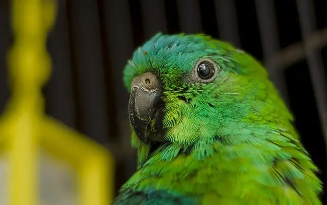 Scared parrot