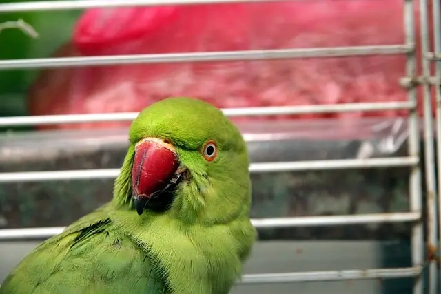 Indian ringneck looking dirty