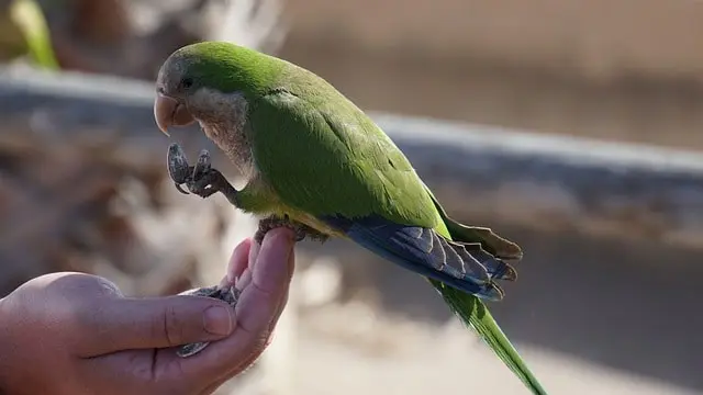 Quaker parrot eating a treat while perched on fingers