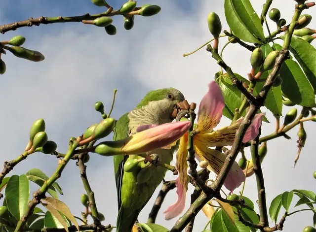 Quaker parrot eating fruits in the wild
