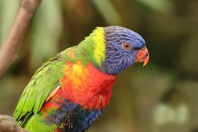 Parrot smelling food