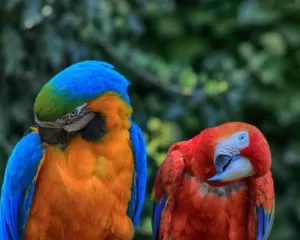 Parrots tilting their heads