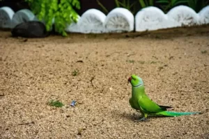 Indian ringneck parrot foraging on the ground