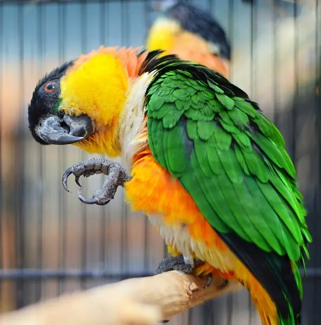 Why do parrots turn their heads sideways