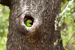 Parrot nesting inside tree