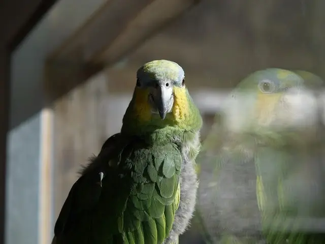 Amazon parrot seeing its own reflection