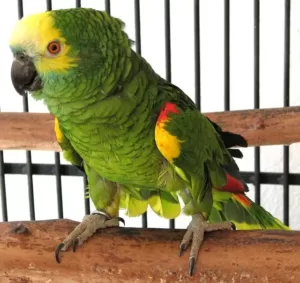 Amazon parrot perched in its cage