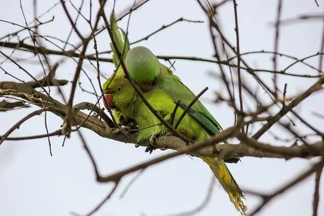 Two ringneck parrots mating