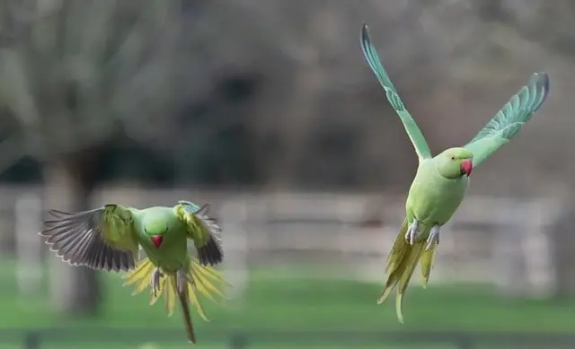 Parrot flying in the open