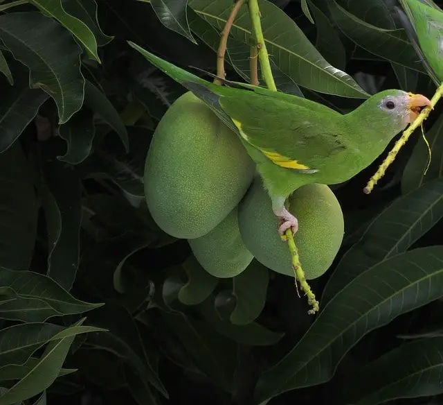 Parrot eating mango from tree