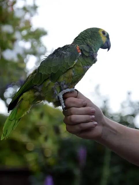 Parrot with its owner