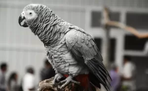 Do Parrots Have Good Memory