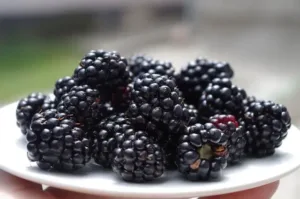 Can parrots eat blackberries