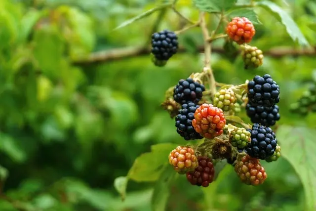 Unripe blackberries on a branch