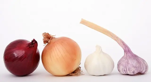 Vegetables of the onion family