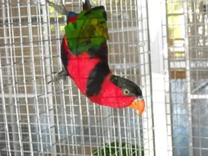 Hormonal parrot in its cage