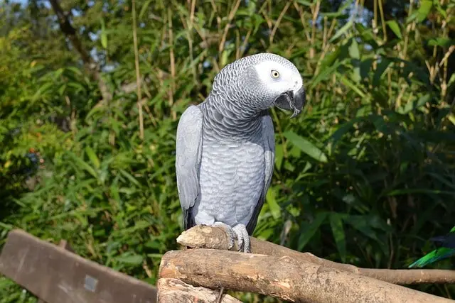Medium sized parrot species